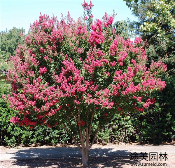 15公分紫薇樹(shù)苗圖片